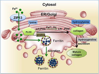 ZIP13: A Study of Drosophila Offers an Alternative Explanation for the Corresponding Human Disease